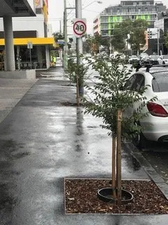 soil around tree pits