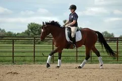 horse-riding-lesson-4302454-1920w